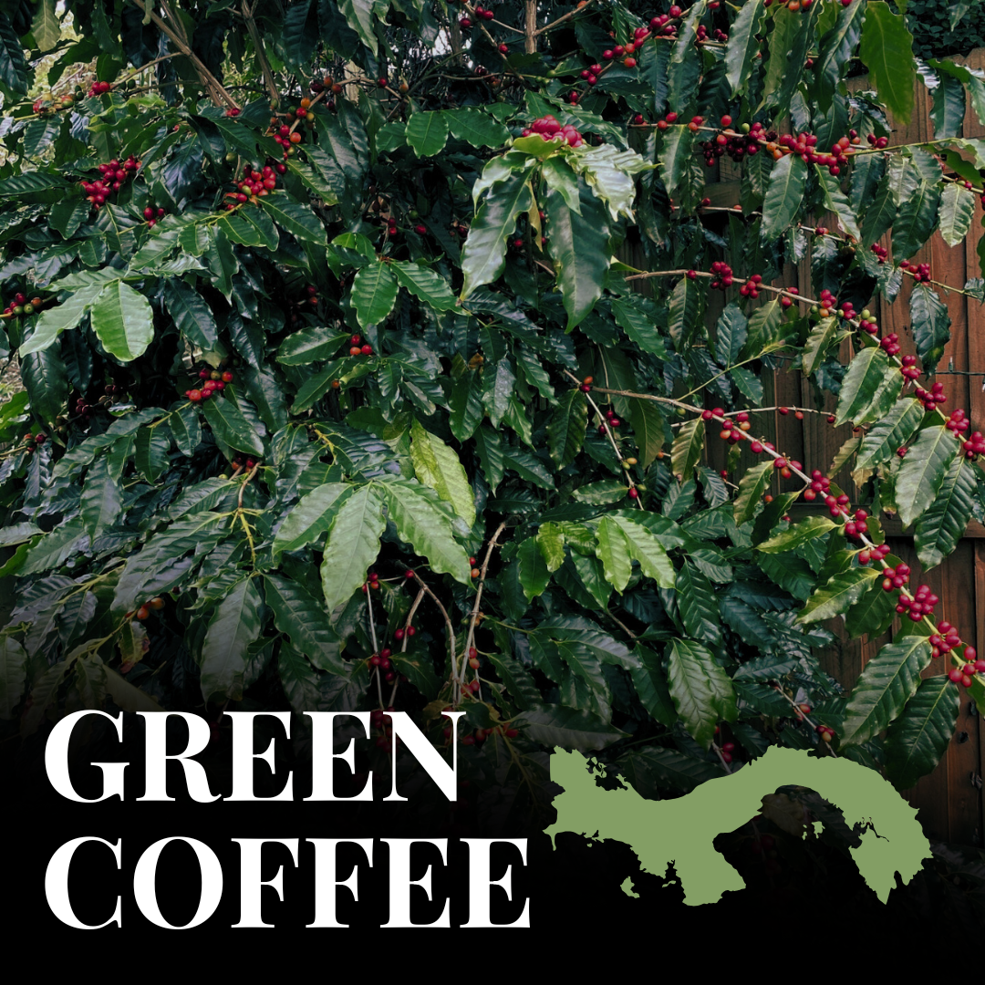Green Panama Geisha
