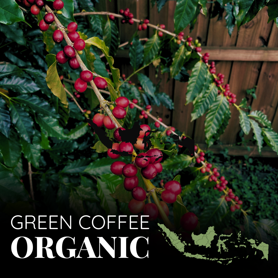 Green Organic Sumatra Takengon